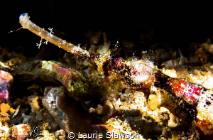 Winged pipefish/Photographed with a Canon 60 mm macro len... by Laurie Slawson 